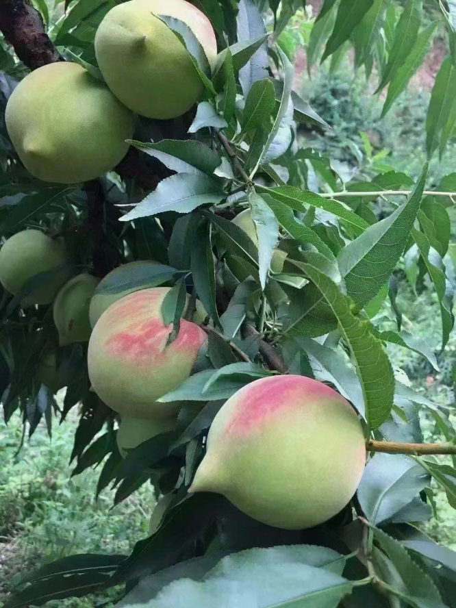 1718070536621848.png 图片2.png