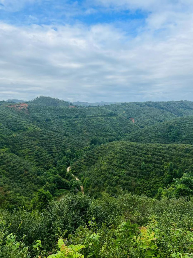 1733446818659056.png 图片5.png