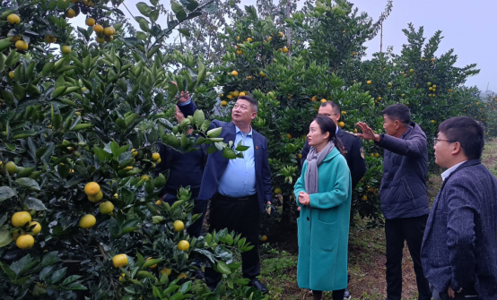 1735175381751746.png 图片11.png